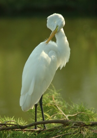 Preening Egret