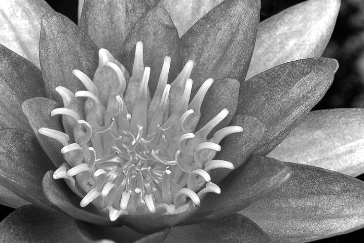 Water Lily in Black-and-White
