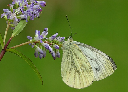 Green Veined White on Hebe