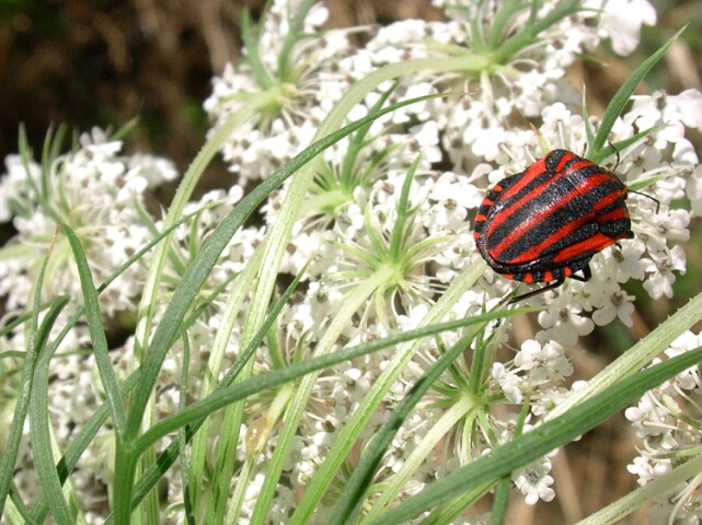 Red bug