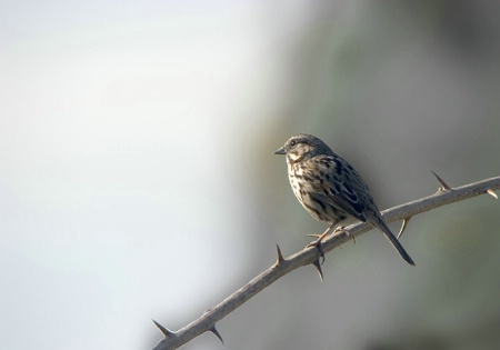 Song Sparrow