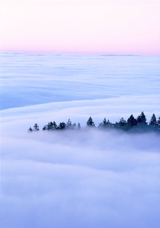 Fog over Muir Woods, CA