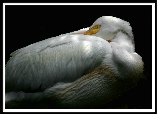 White Pelican Sleeping - ID: 532953 © Sara And Dick