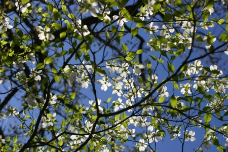 Dogwoods