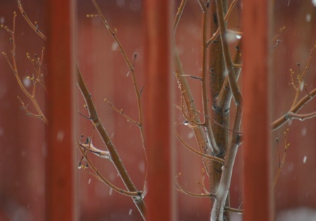 tree in spring snow 