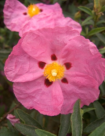 Rock Rose