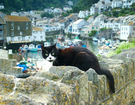 Polperro Cat