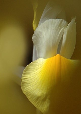 Yellow Iris