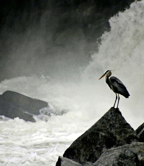 Great Blue at Bottom of Falls