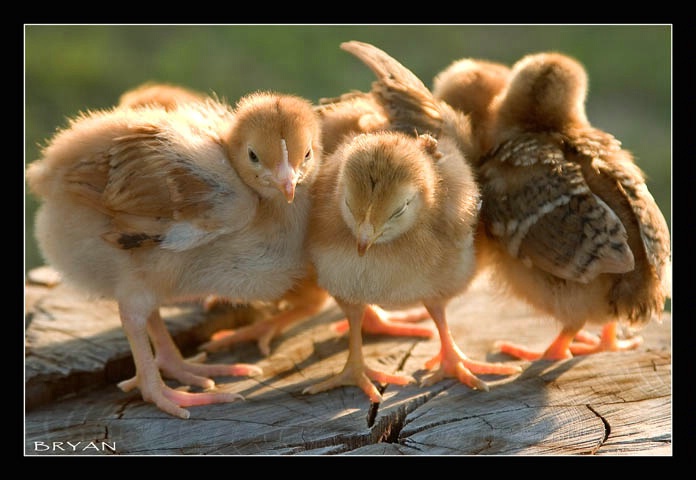 Chicken Little and His gang of Rough Necks