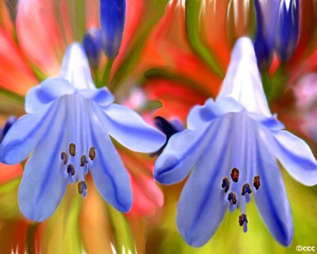 Blue Lillies