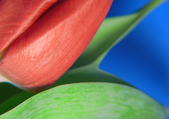 RGB Tulip