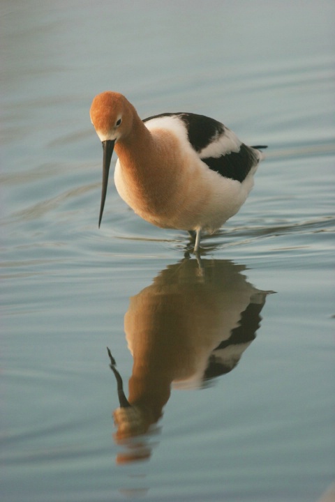 American Avocet