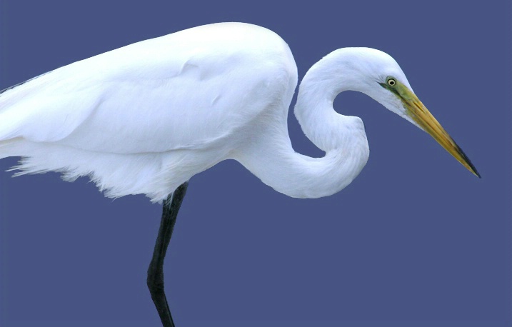 Great Egret