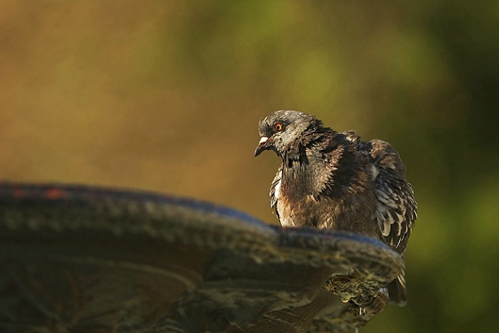 Time for a Bath