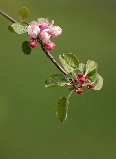 apple blossom lesson #3