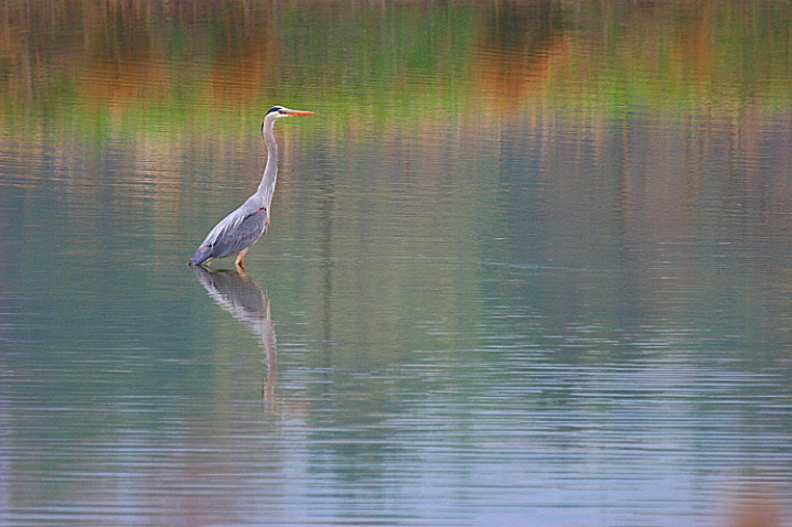 Blue Heron