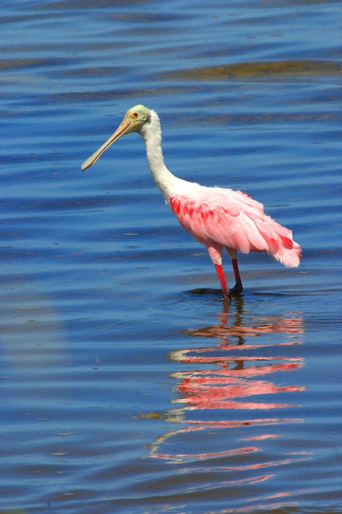 Spoonbill Reflection at Merritt Island 