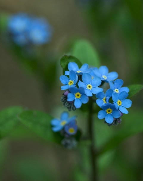 Forget me Not