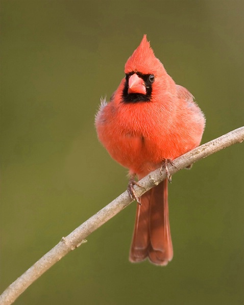 Cardinal 