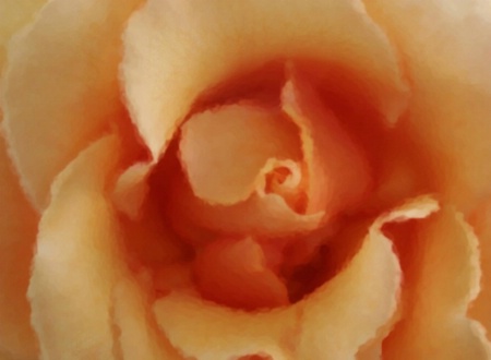 Orange Rose