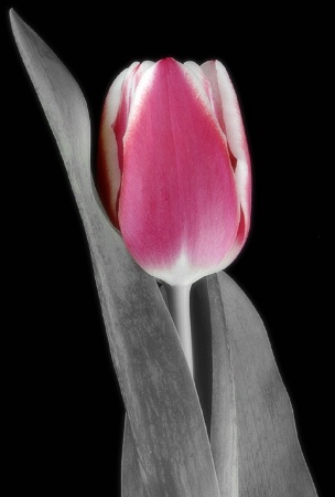 Tulip