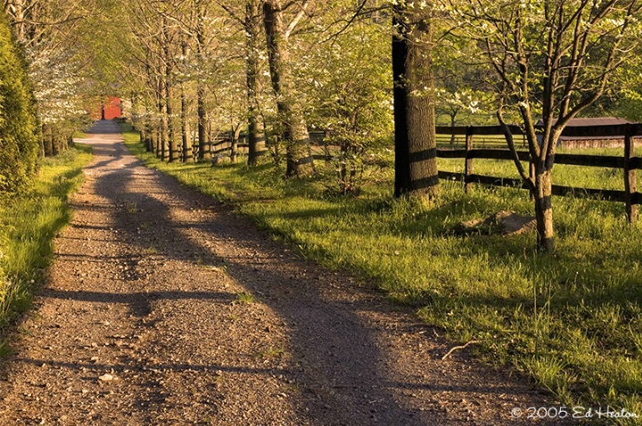 Country Lane & Golden Light