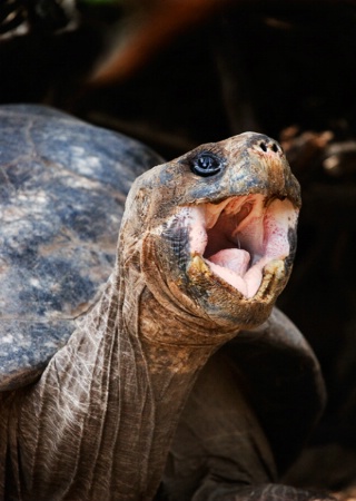 The Siren of Galapagos