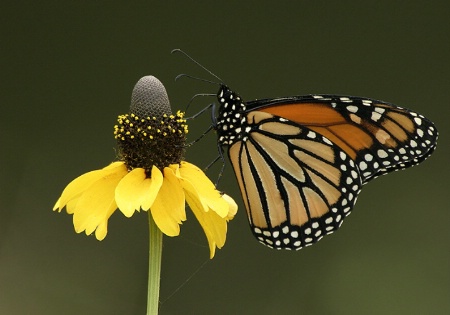 Monarch and Flower