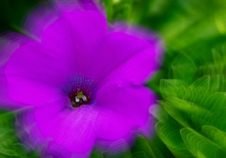 Purple Petunia