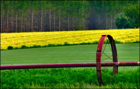 Wheel of Life