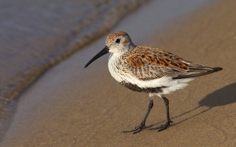 Dunlin - 