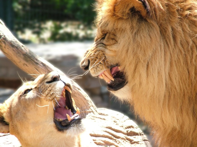 Roaring Lions 