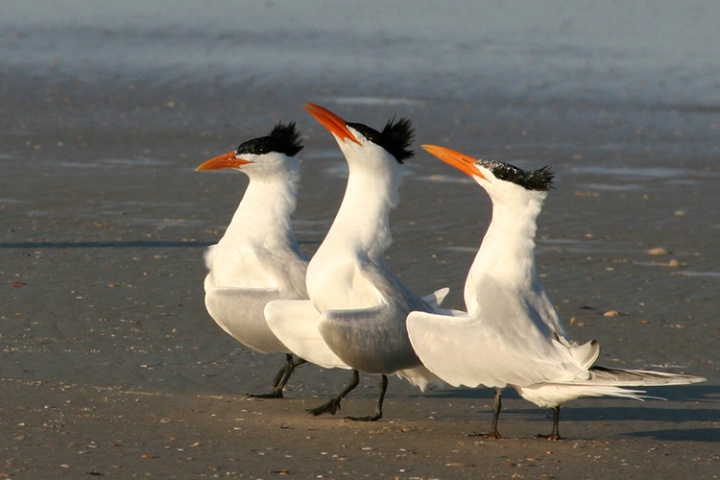 The 3 Tenors