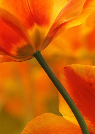 Tulips in Full Bloom