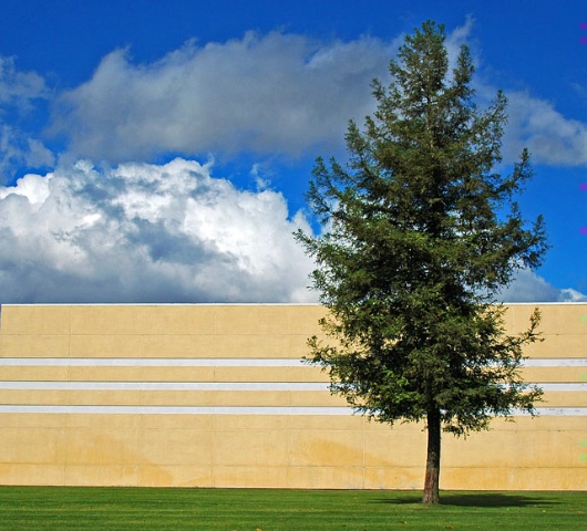 Tree Meets Wall and Sky