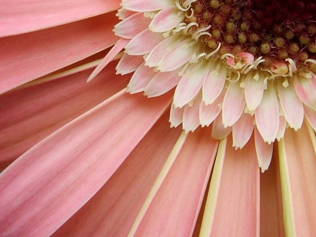 Gerbera 