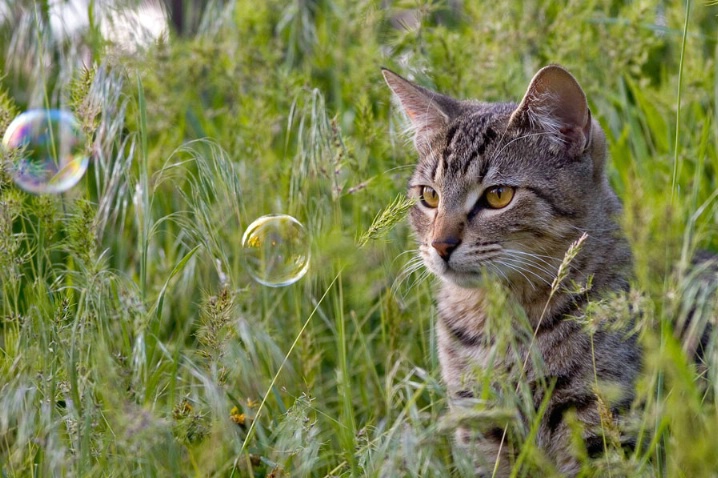 Stalking Bubbles