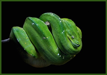 Green Tree Python 