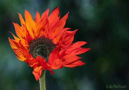 California Sunflower