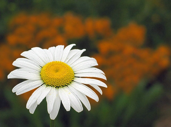 Single Daisy