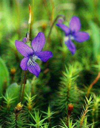 Wooly Violet I