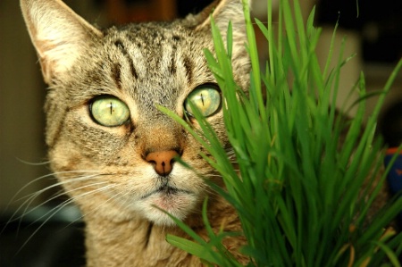 Cat grass