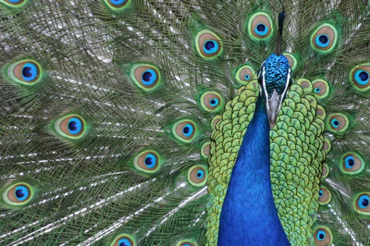 Peacock