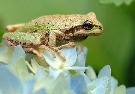 Sitting on a bed of flowers 