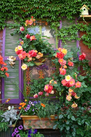 Rosey Window