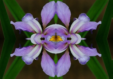 Mirrored Iris