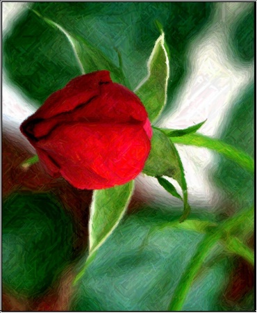 Red Rose