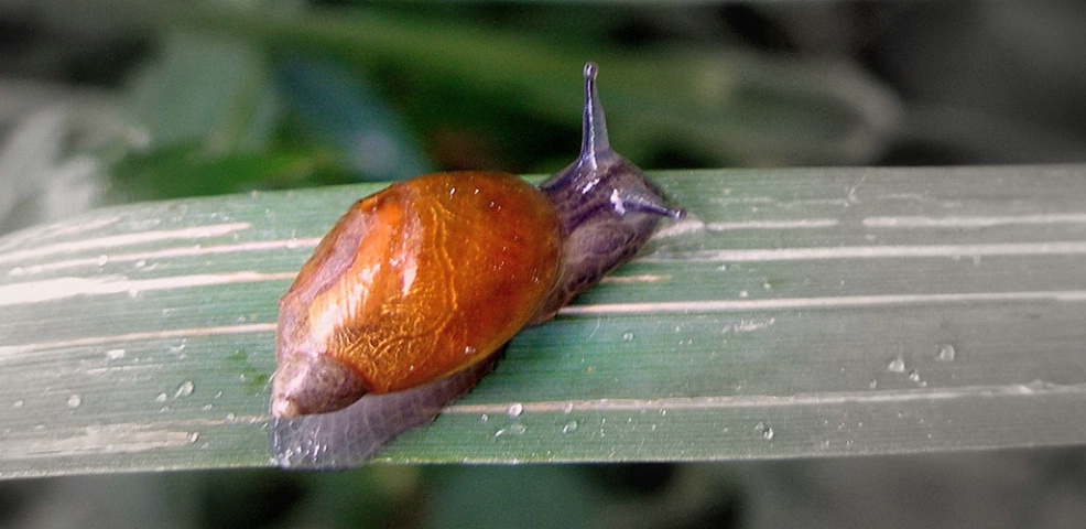 Snail at Silk Creek