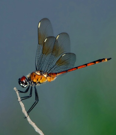 Resting Wings